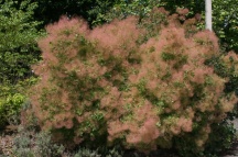 Cotinus 'Young Lady'