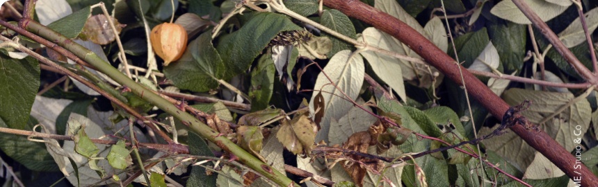  Les déchets verts